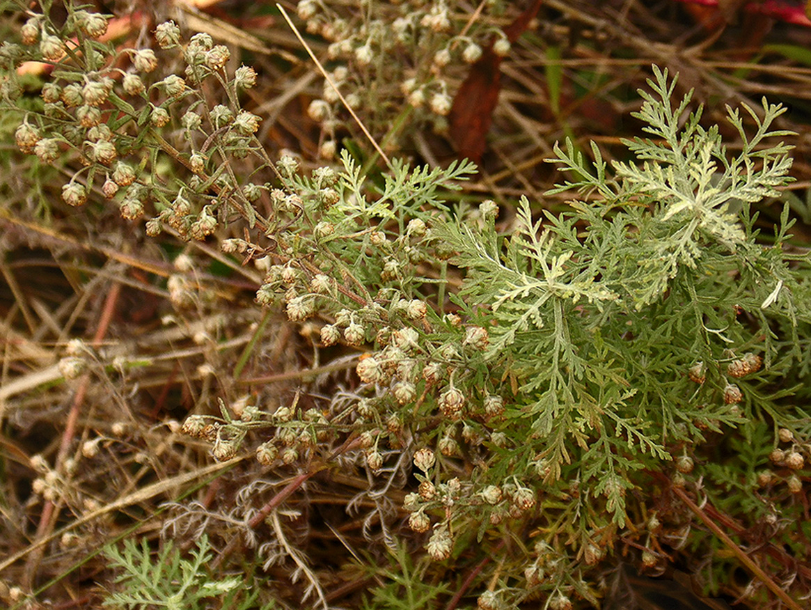 Image of Artemisia pontica specimen.