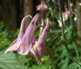 Aquilegia vulgaris. Цветок. Тульская обл., Плавский р-н, окр. пос. Молочные Дворы, рядом со зданием. 05.06.2007.