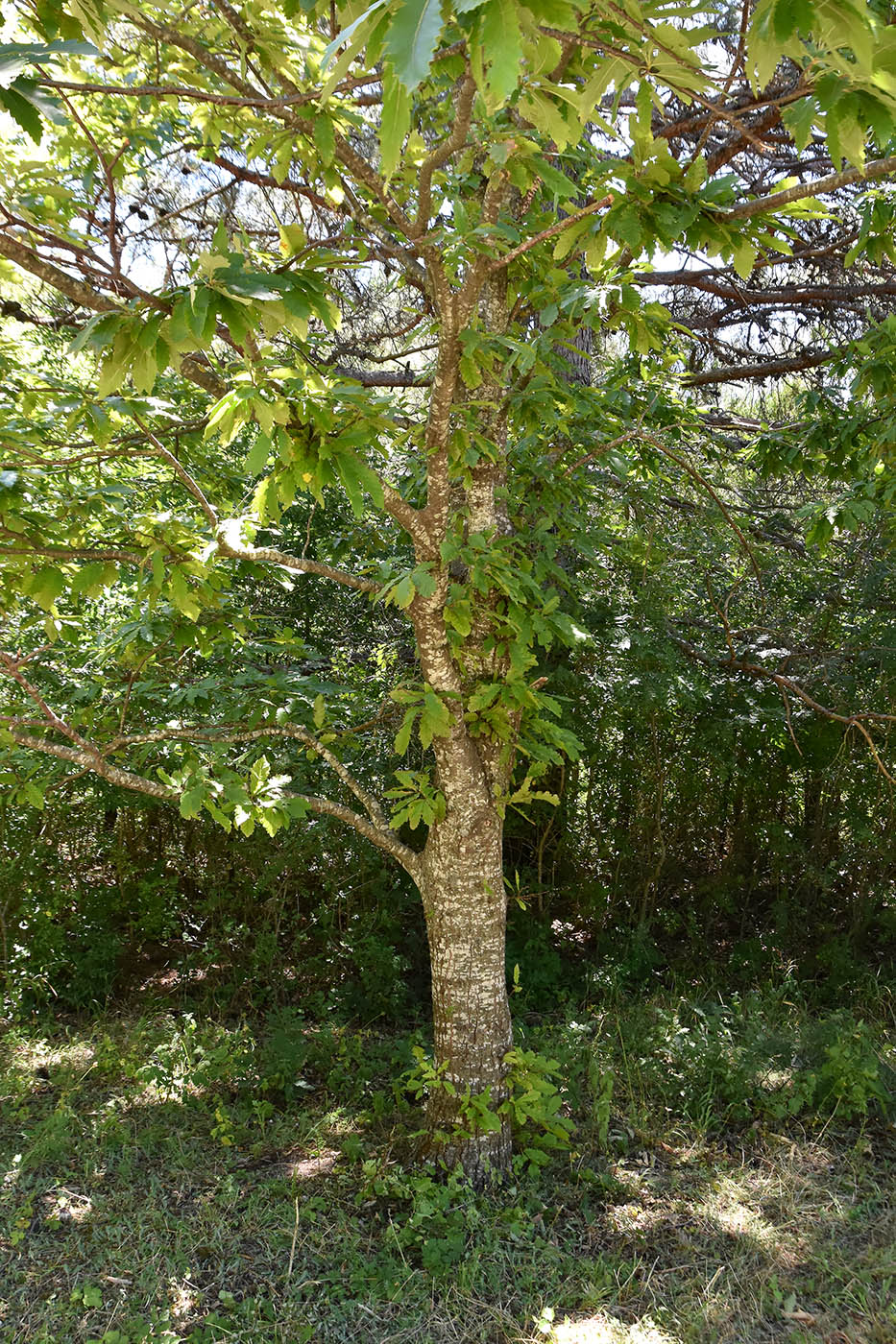 Изображение особи Quercus cerris.