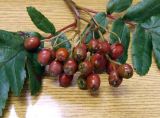 Sorbus &times; thuringiaca