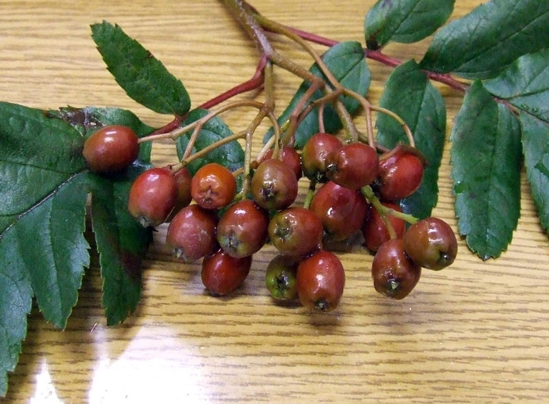 Image of Sorbus &times; thuringiaca specimen.