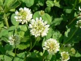 Trifolium repens