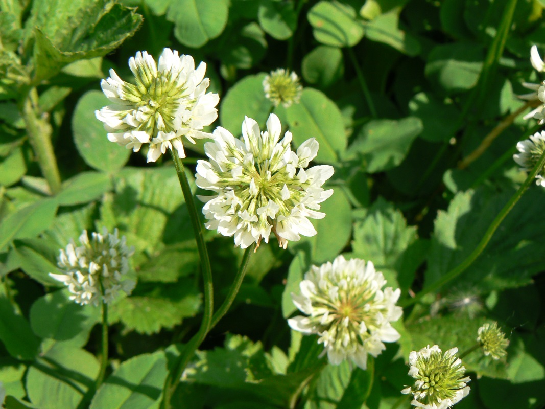 Image of Trifolium repens specimen.