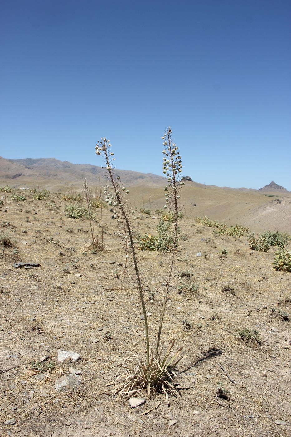 Изображение особи Eremurus olgae.