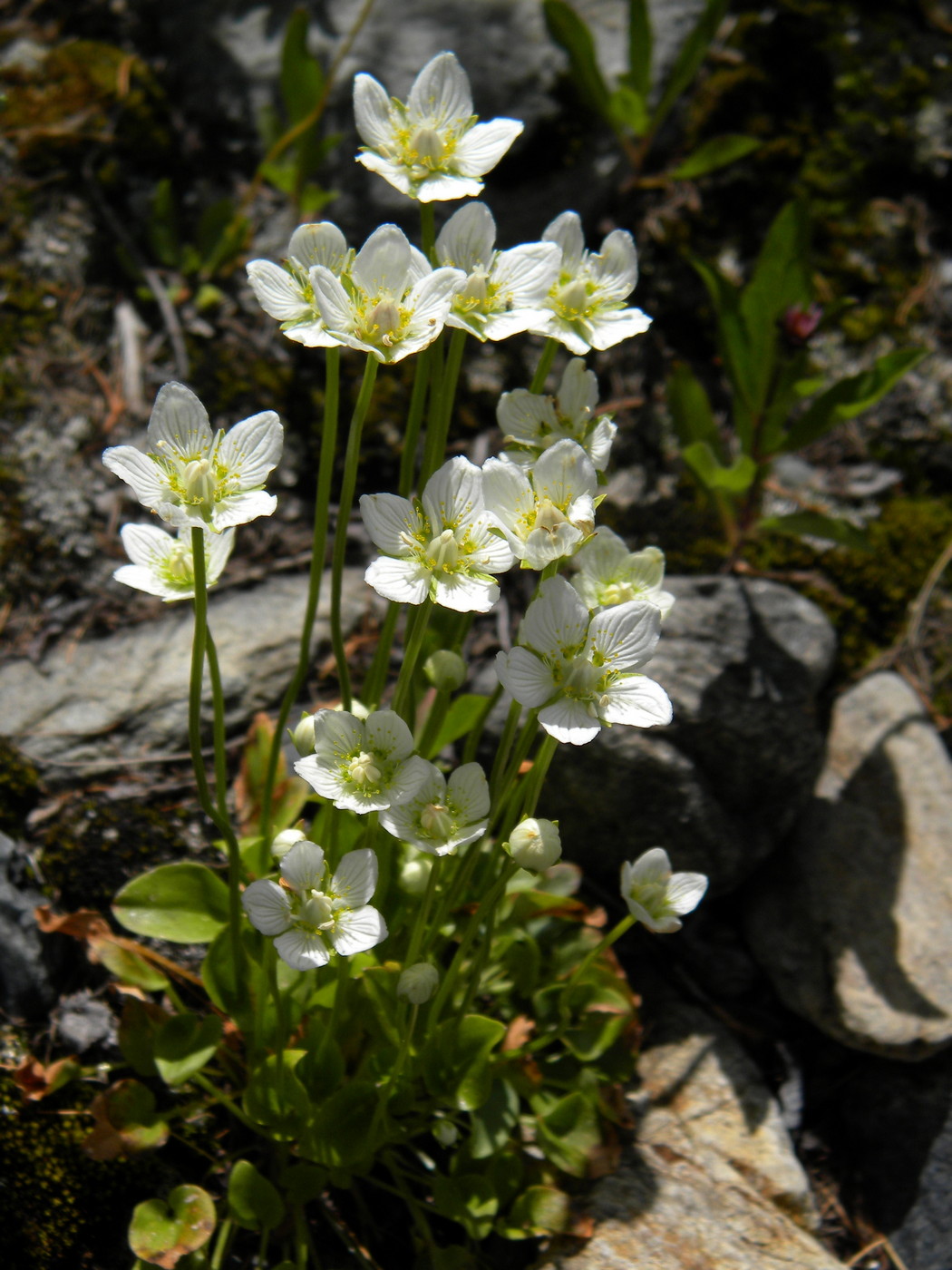 Image of Parnassia palustris specimen.