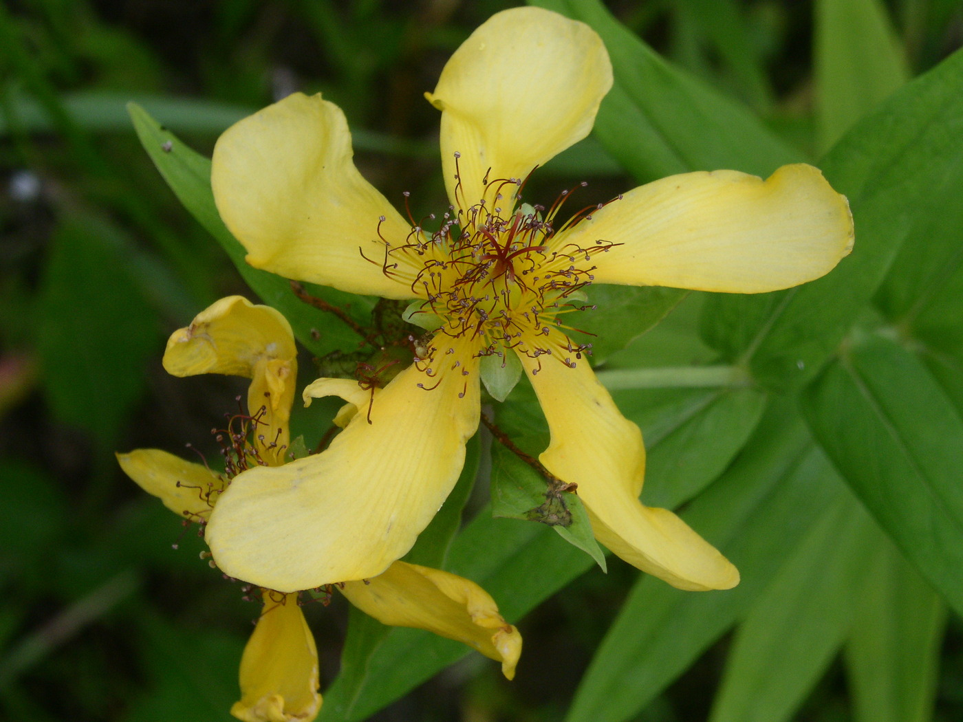 Изображение особи Hypericum ascyron.