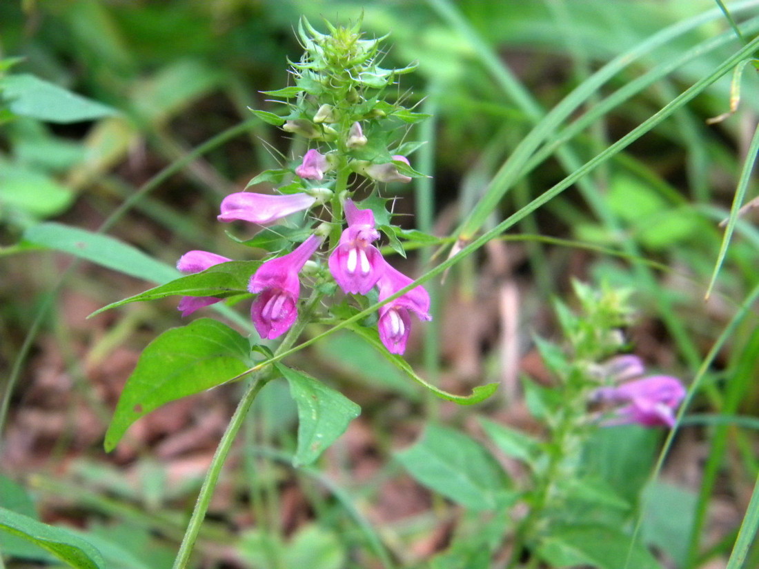 Image of Melampyrum roseum specimen.