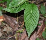 Cobaea scandens