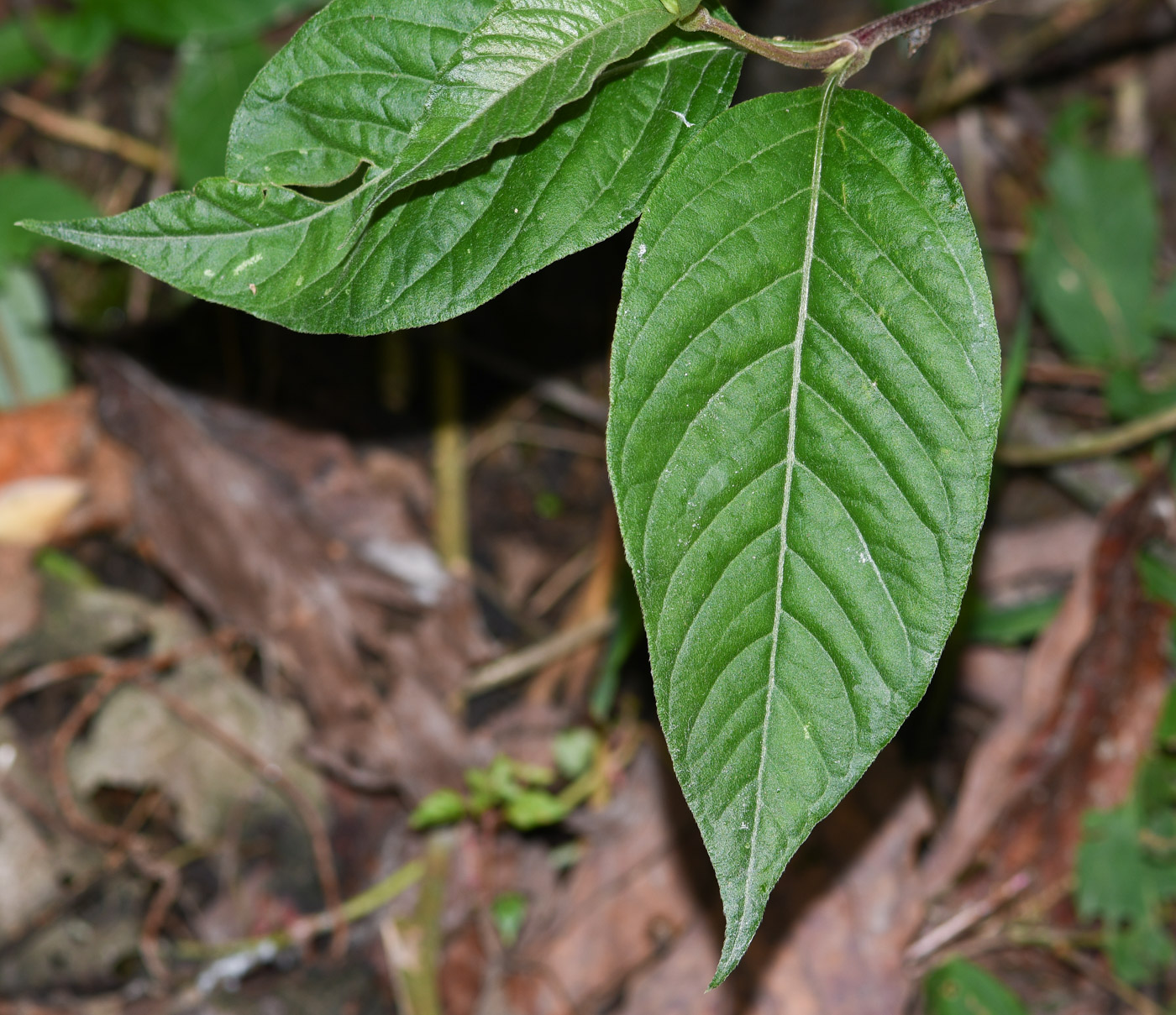 Изображение особи Cobaea scandens.