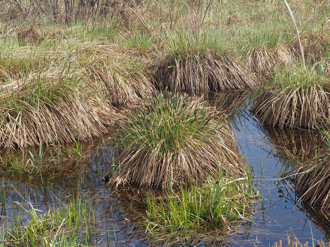 Изображение особи Carex elata.