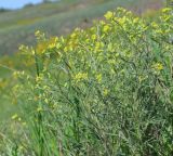 Meniocus linifolius. Цветущие и плодоносящие растения. Украина, г. Луганск, балка Калмыцкий Яр, склон юго-восточной эксп., петрофитная степь. 13.05.2021.