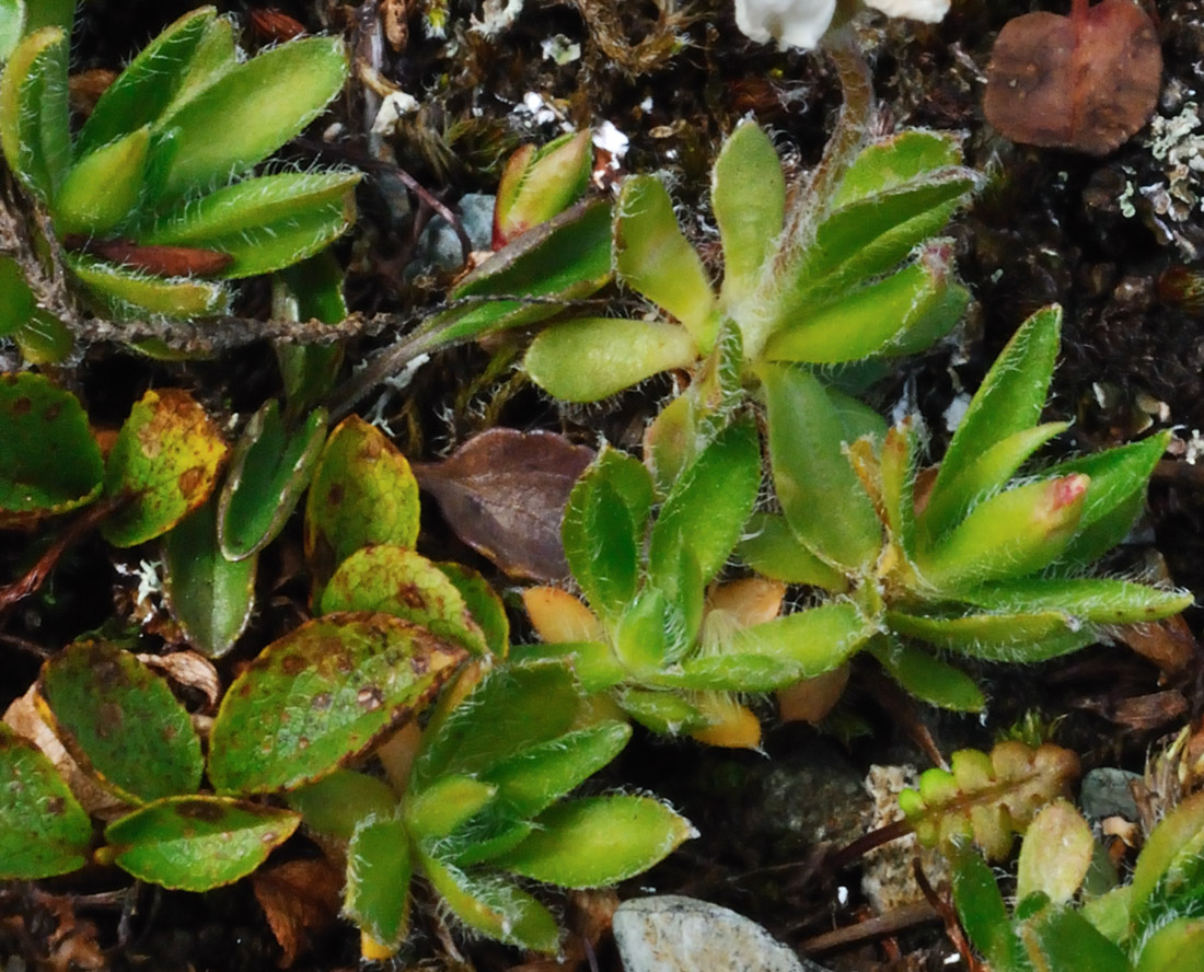 Image of Androsace lehmanniana specimen.