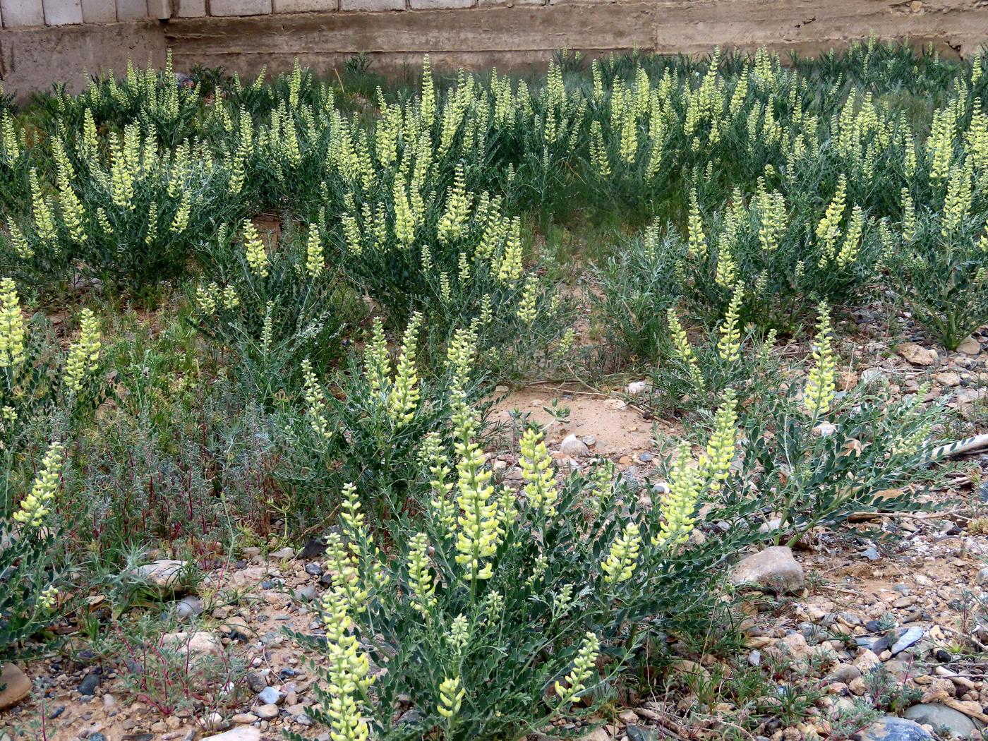 Image of Goebelia pachycarpa specimen.