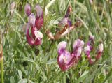 Astragalus vesicarius разновидность albidus. Верхушки побегов с соцветиями. Украина, Николаевская обл., Вознесенский р-н, окр. с. Актово, зап. берег р. Мертвовод, разнотравная степь на глинистой почве. 30.05.2021.