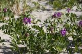 Lathyrus japonicus ssp. maritimus