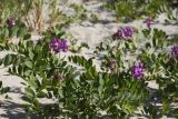 Lathyrus japonicus подвид maritimus