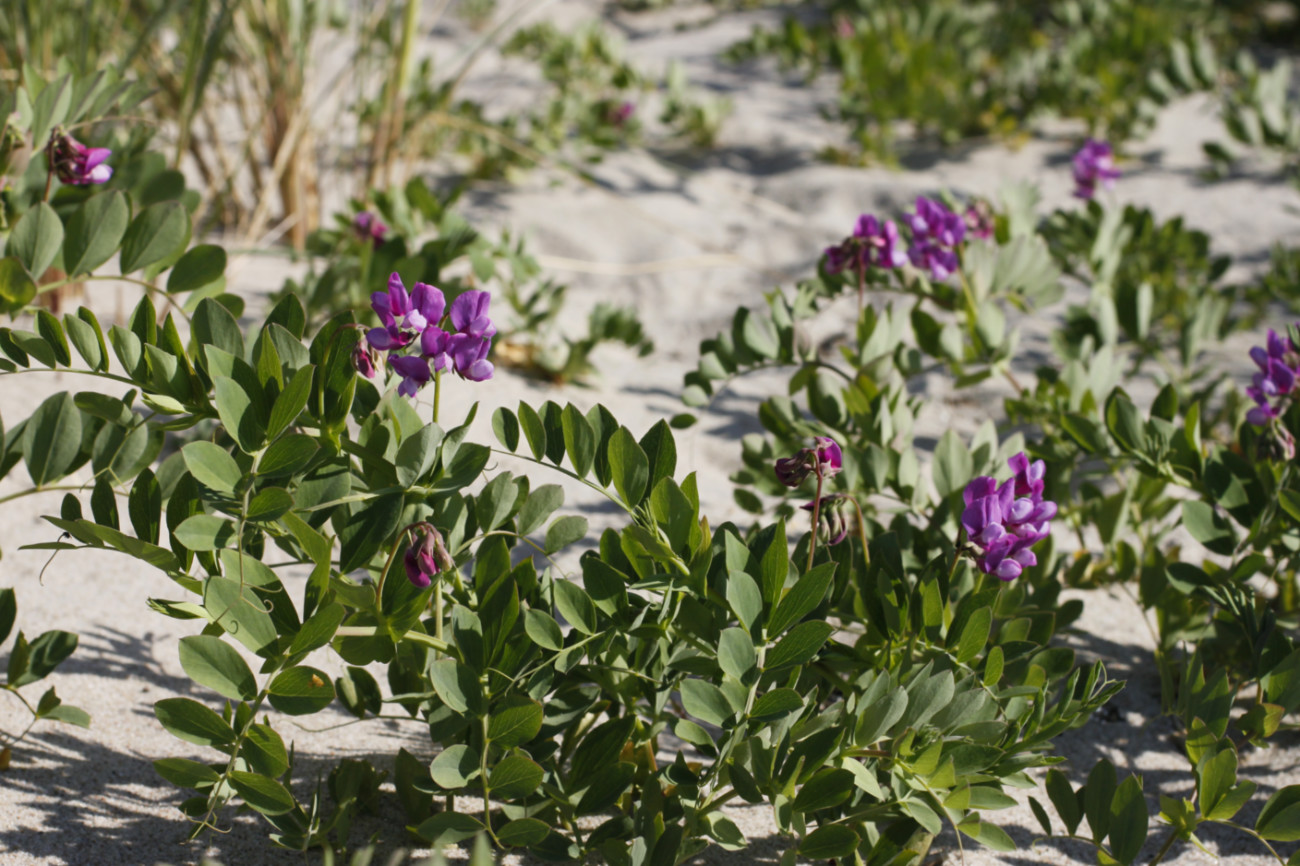 Image of Lathyrus japonicus ssp. maritimus specimen.