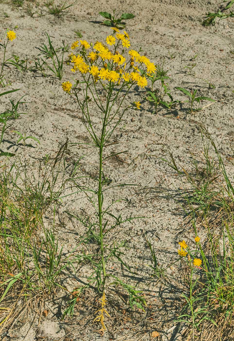 Изображение особи Crepis tectorum.