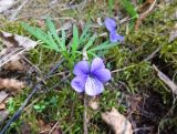 Viola dissecta