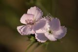 род Dianthus