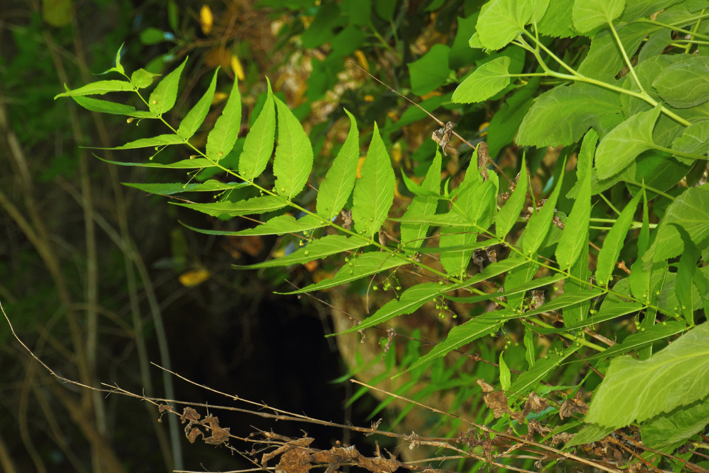 Изображение особи Scrophularia lateriflora.