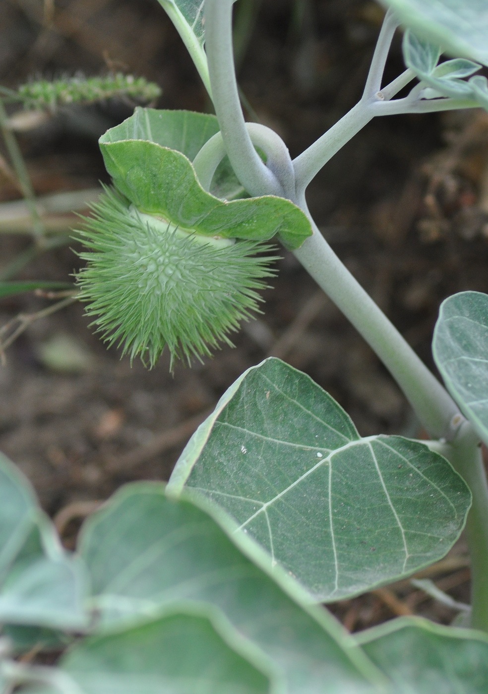 Изображение особи Datura innoxia.