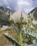 Cirsium balkharicum. Верхушка побега с нераскрывшимся соцветием. Кабардино-Балкария, Черекский р-н, Кабардино-Балкарский высокогорный заповедник, Черек-Безенгийское ущелье, окр. альплагеря \"Безенги\", ≈ 2100 м н.у.м., отложенная боковая морена, субальпийский луг. 16.08.2021.