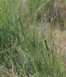 Equisetum ramosissimum