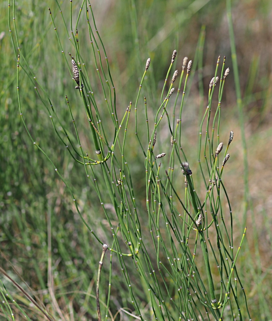 Изображение особи Equisetum ramosissimum.