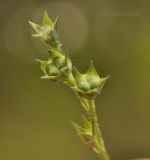 Amethystea caerulea. Плоды. Приморский край, Уссурийский гор. округ, окр. с. Монакино, широколиственный лес. 10.09.2021.