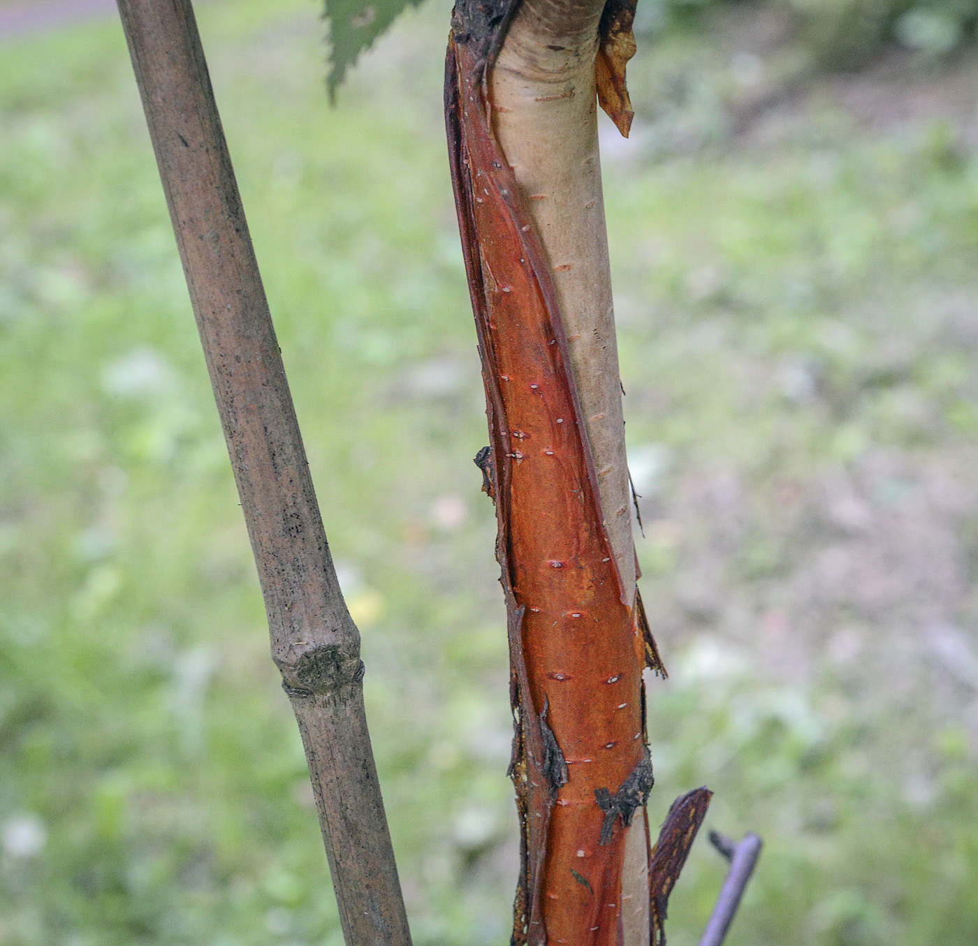 Image of Betula albosinensis specimen.