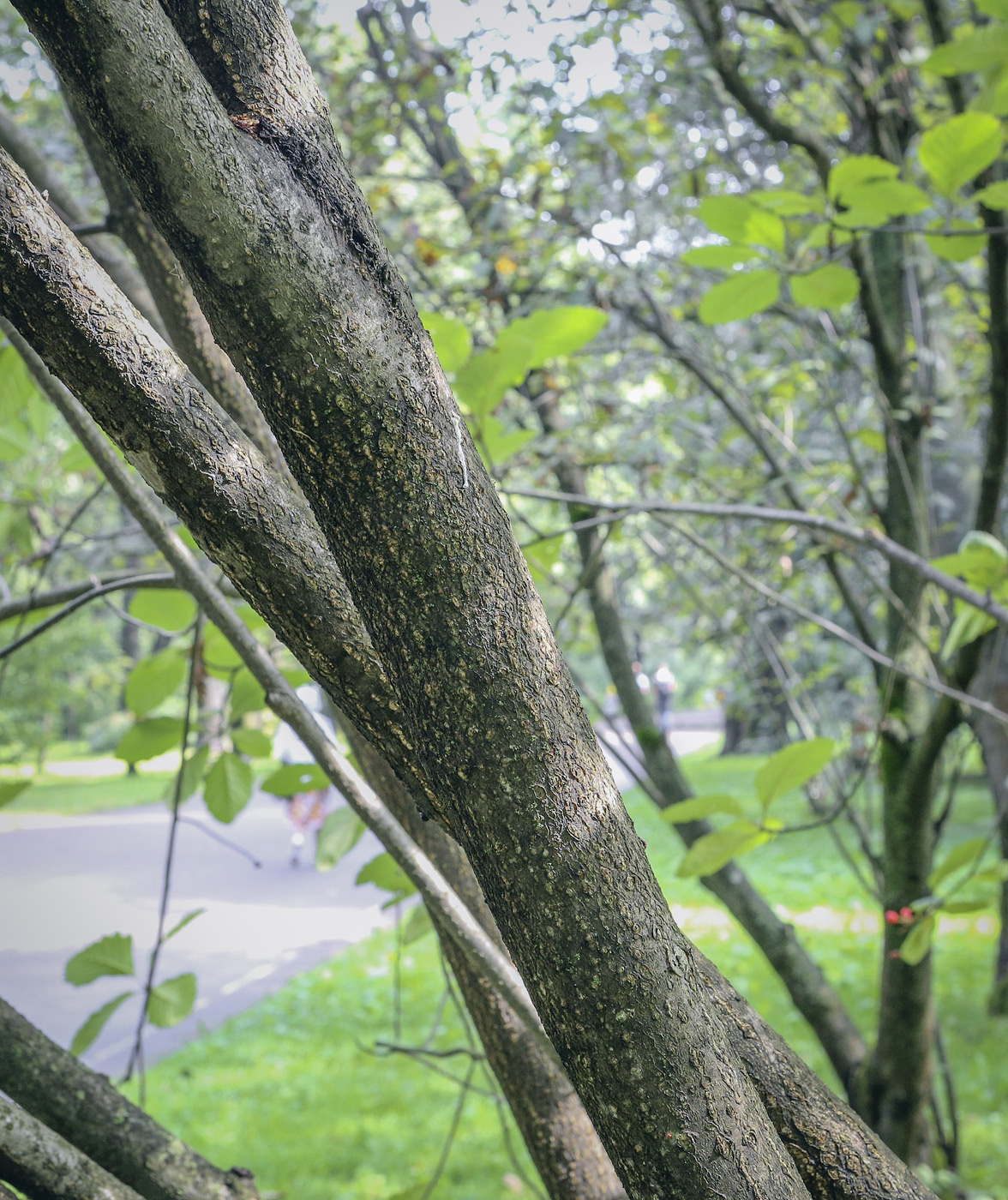 Изображение особи Sorbus colchica.