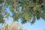 Vachellia sieberiana