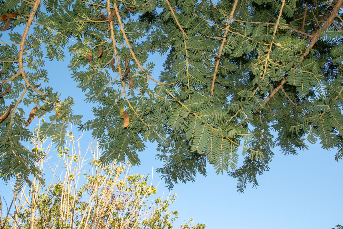 Изображение особи Vachellia sieberiana.