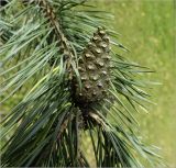 Pinus sylvestris