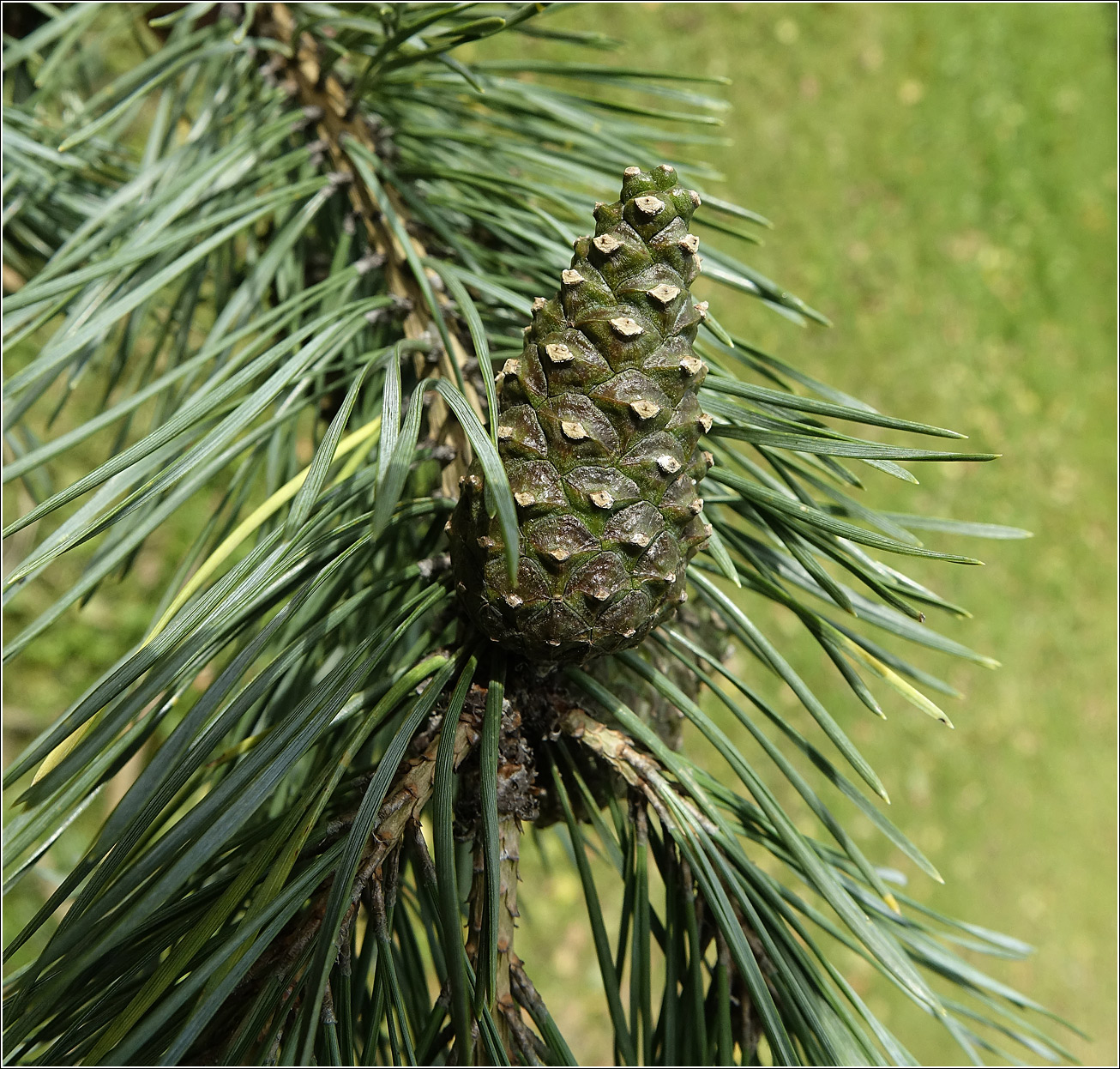 Изображение особи Pinus sylvestris.