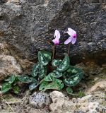 Cyclamen persicum