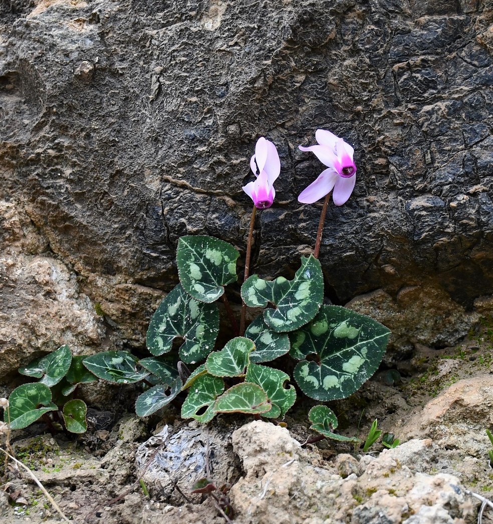 Изображение особи Cyclamen persicum.