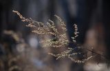 Artemisia rubripes. Верхушка сухого прошлогоднего генеративного побега. Приморский край, окр. г. Находка, опушка леса. 04.01.2022.