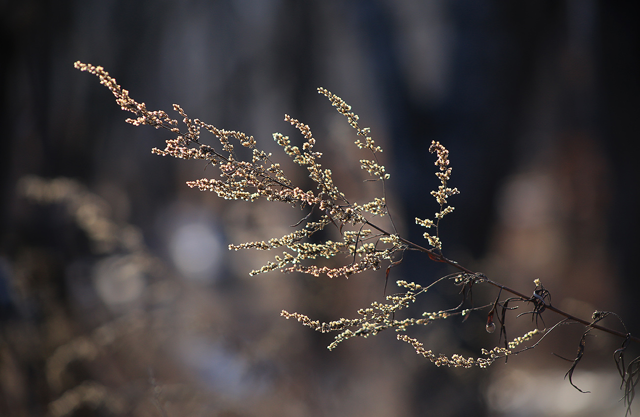 Изображение особи Artemisia rubripes.