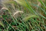 Hordeum jubatum