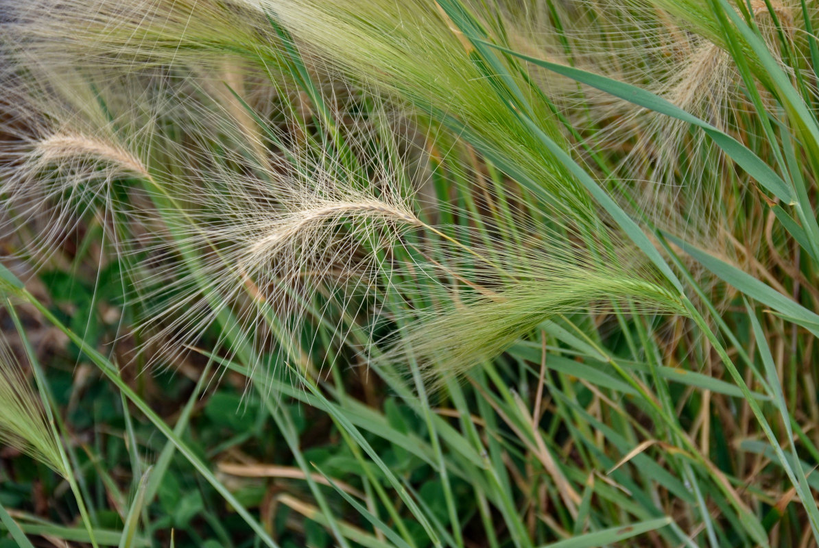 Image of Hordeum jubatum specimen.