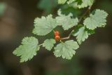 Ribes alpinum