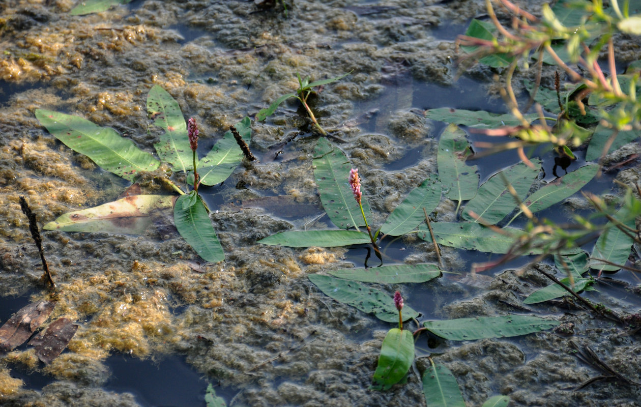 Image of Persicaria amphibia specimen.