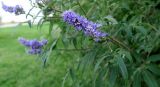 Vitex agnus-castus. Верхушка побега с соцветием. Болгария, Бургасская обл., г. Несебр, Старый Несебр, парк-променад, в культуре. 12.09.2021.