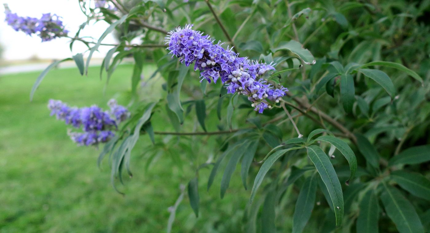 Изображение особи Vitex agnus-castus.