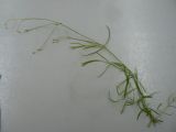 Stellaria longifolia. Вегетирующее растение. Хабаровск, за 1-й краевой больницей. 06.06.2013.