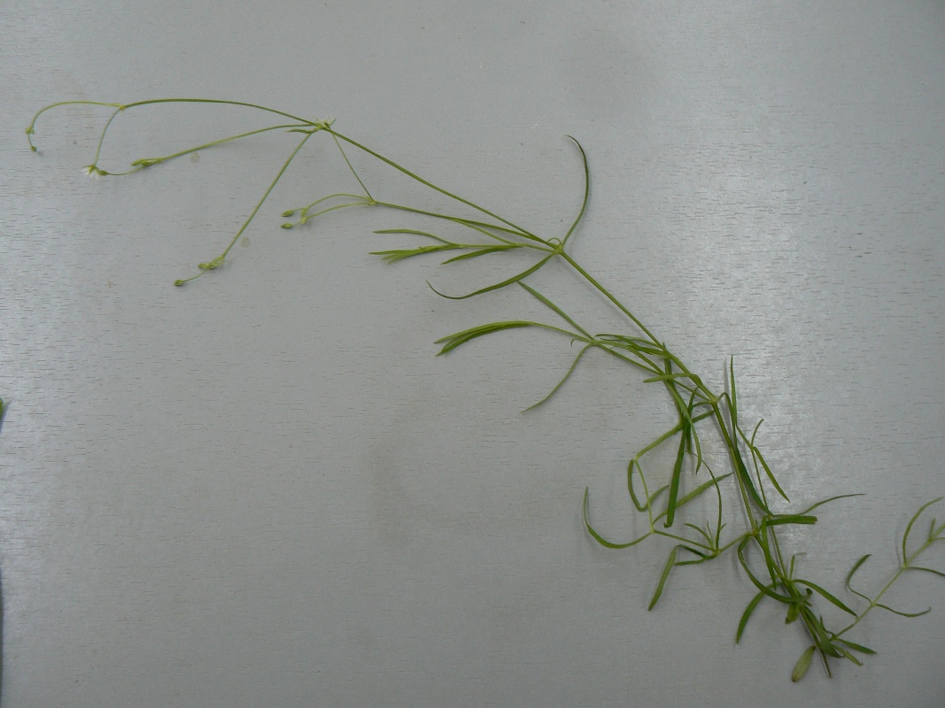 Изображение особи Stellaria longifolia.