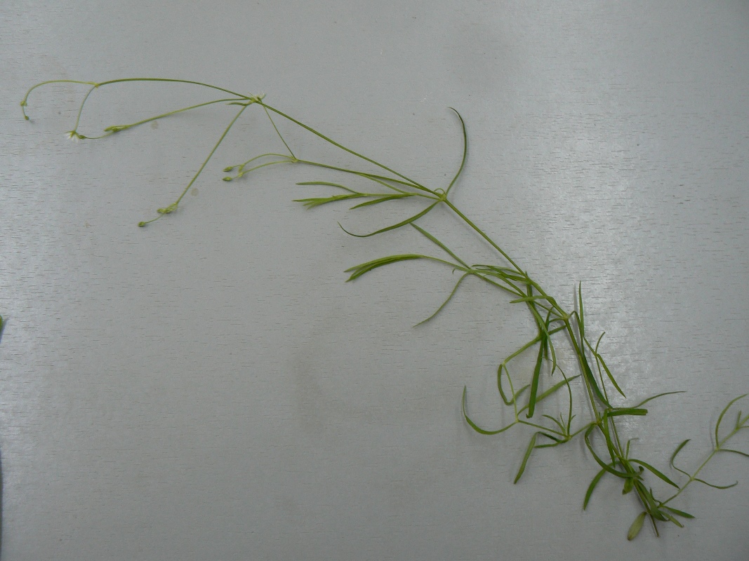 Image of Stellaria longifolia specimen.