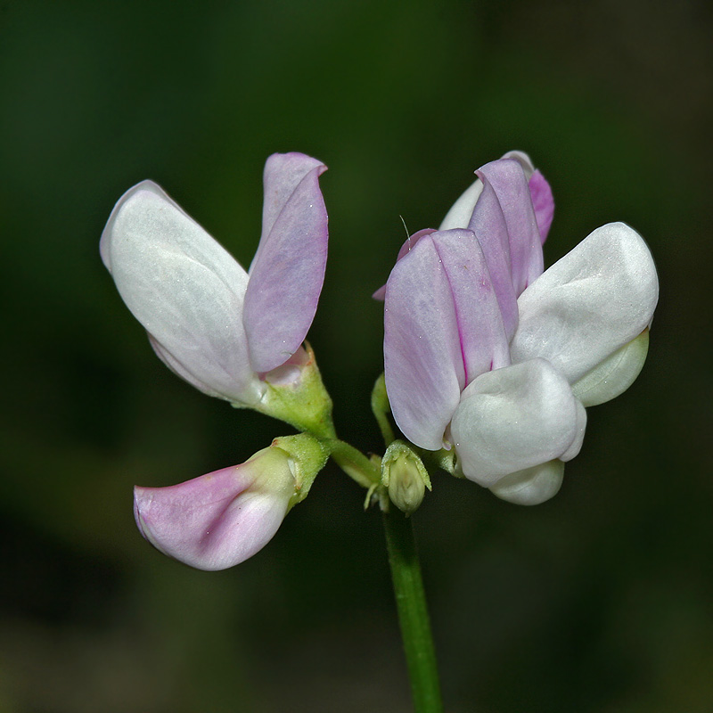 Image of Securigera varia specimen.